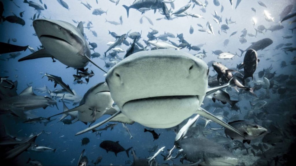 “El Dorado” en azul: Tiburones de Venezuela