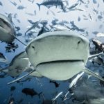 “El Dorado” en azul: Tiburones de Venezuela