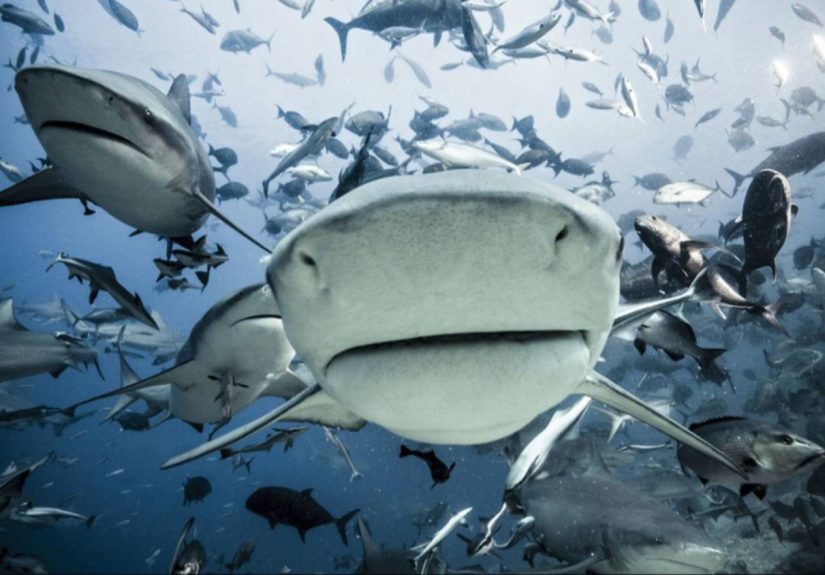 “El Dorado” en azul: Tiburones de Venezuela